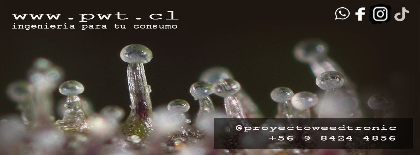 Logo PWT Taller